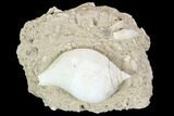 Eocene Fossil Gastropod (Sycostoma) - Damery, France #103872-1